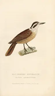 Fuscus: White-collared foliage-gleaner, Anabazenops fuscus