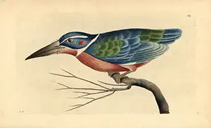 Caerulea: White collared kingfisher, Alcedo caerulea