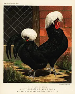 Cassell: White-crested black Polish chickens