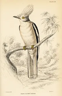 Phoenicia: White-crested helmetshrike, Prionops plumatus