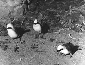 Thrushes: WHITE-CRESTED JAY THRUSH