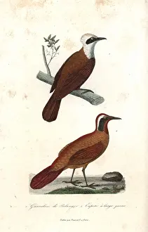 Complements: White-crested laughingthrush and Malaysian rail-babbler