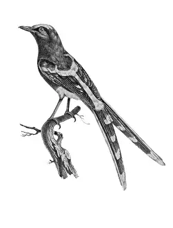 Lithographed: White-crowned Forktail
