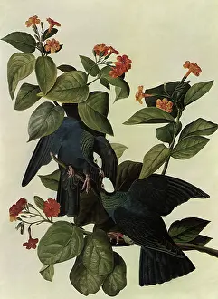 Doves: White-Crowned Pigeons