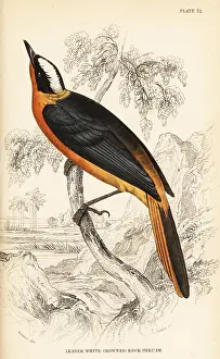Plantain: White-crowned robin-chat, Cossypha albicapilla