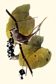Vitis: White-Crowned Sparrows
