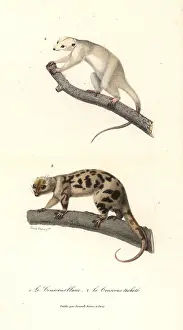 Travies: White cuscus and spotted cuscus