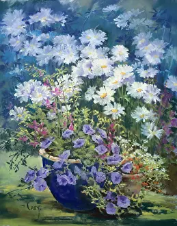Campanula: White Daisies and Campanula in a blue pot