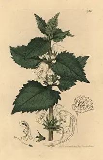 Lamium: White dead-nettle, Lamium album