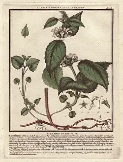 Bulliard: White deadnettle, Lamium album
