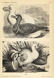 Cucullatus: White dodo and duck by Pieter Withoos