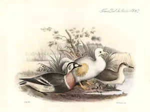 Transactions: White dodo and red-breasted goose