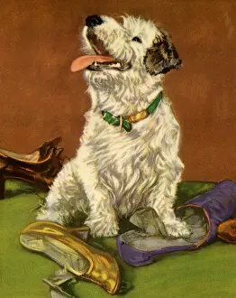 Shaggy: White Dog Sitting on Shoes