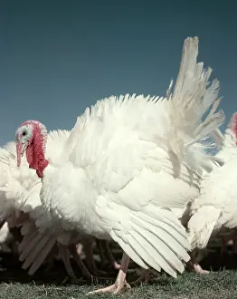 Thankful: White Domestic Tom Turkey Displaying