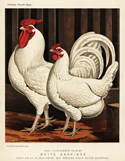 Cockfighting: White Dorking fowl