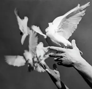 Doves: White doves