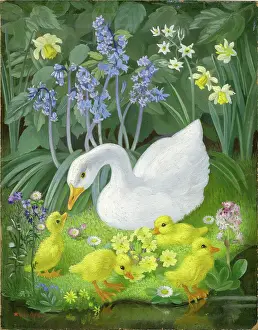 Narcissi: White Duck and four ducklings