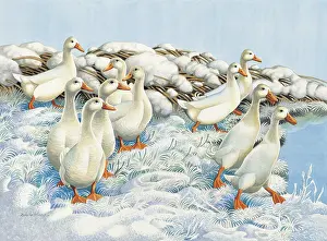 Waddling: Ten White Ducks