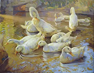 Gascoigne: White Ducks ' in the water
