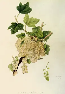 Hooker: White Dutch Currant