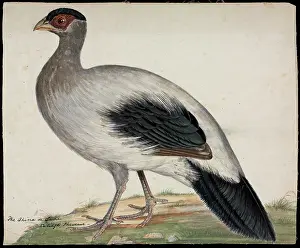 Singh: White-eared pheasant