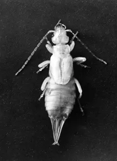 Earwig: WHITE EARWIG