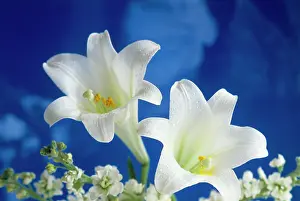 Rebirth: Two white easter lilies blue background