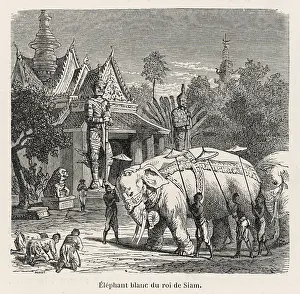 Venerated: WHITE ELEPHANT SIAM 19C