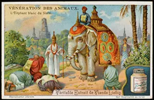 Siam: WHITE ELEPHANT SIAM