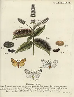 Flounced: White ermine, Spilosoma lubricipeda