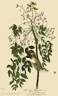 Griseus: White-Eyed Vireo