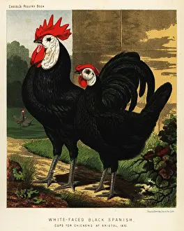 Cassell: White-faced black Spanish