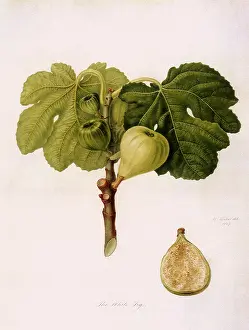 Figs: White Fig