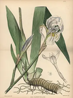 Florentina: White flag, Iris germanica