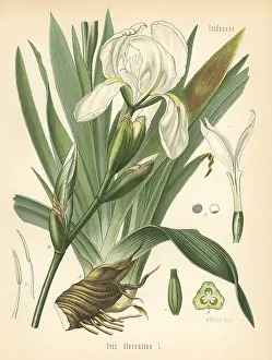 Kohler: White flag, Iris x germanica. White flag