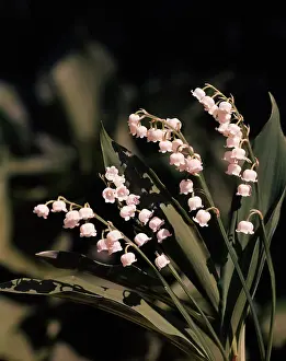Convallaria: WHITE FLOWER LILY OF THE VALLEY