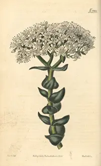 Albiflora: White-flowered crassula, Crassula albiflora