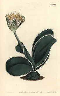Sansom: White-flowered haemanthus, Haemanthus albiflos