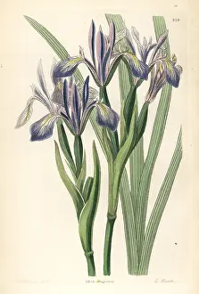 Fragrans: White-flowered iris or milky iris, Iris lactea