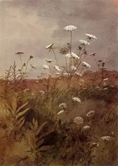 Stems: White-Flowered Weed