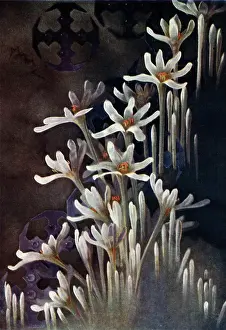 Keenly: White Flowers