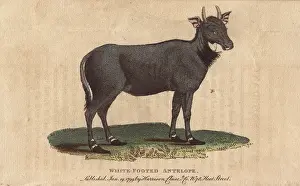 1798 1802: White footed antelope, Nylghau or Nilgai, Boselaphus
