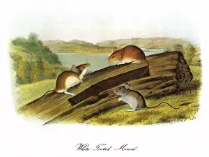 Atop: White-Footed Mouse
