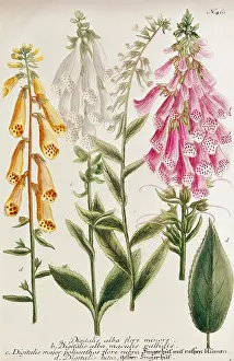 Leafs: White Foxglove