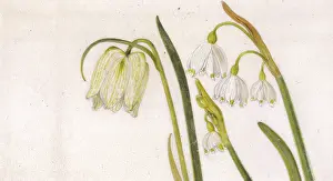 Helga Crouch: White Fritillary and Snowflake