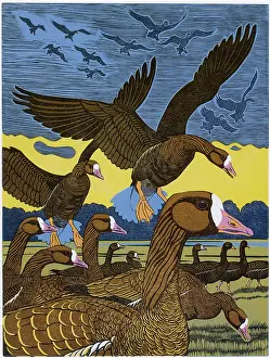 Fronted: White-fronted Geese