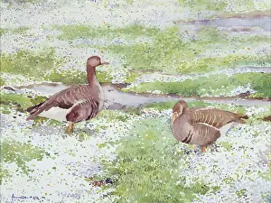 Fronted: White-fronted Geese with Daisies