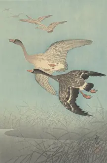 Koson: White-Fronted Geese in Flight