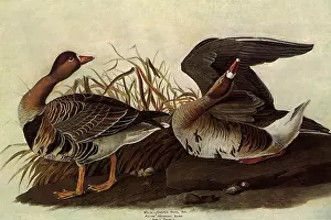 Fronted: White-Fronted Goose