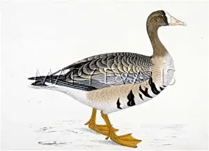 Hoarse: WHITE-FRONTED GOOSE